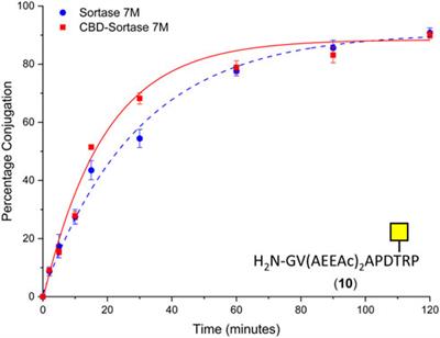 Synthesis of cholera toxin B subunit glycoconjugates using site-specific orthogonal oxime and sortase ligation reactions